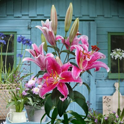 Orientalisk Lilja Star Gazer 3st