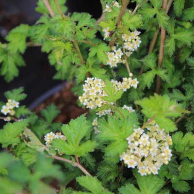 Stephanandra incisa Crispa, Stefanandra