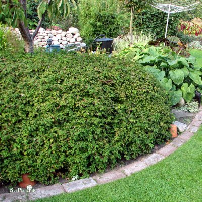 Stephanandra incisa Crispa, Stefanandra, 30-40 C1,3