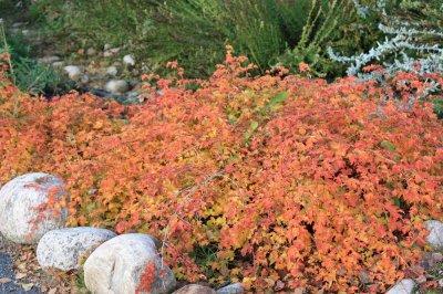 Stephanandra incisa Crispa, Stefanandra, 30-40 C1,3