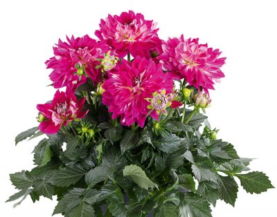 Dahlia, Stickling, Dalina ® Maxi Cadena