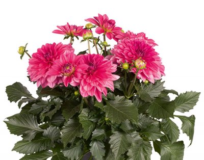 Dahlia, Stickling, Dalina ® Maxi Mendoza