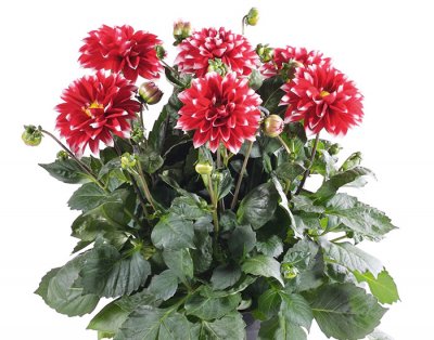 Dahlia, Stickling, Dalina ® Maxi Papagaya
