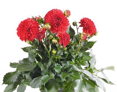 Dahlia, Stickling, Dalina ® Maxi Topia