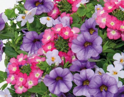 Sommarblomma, Stickling Trixi ® Blueberry Parfait '19