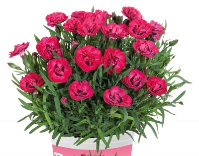 Nejlika, Stickling, Dianthus Early Love ®