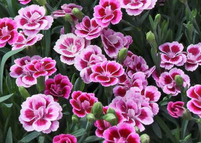 Nejlika, Stickling, Dianthus Pink Kisses ®