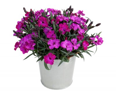 Nejlika, Stickling, Dianthus Scully ®