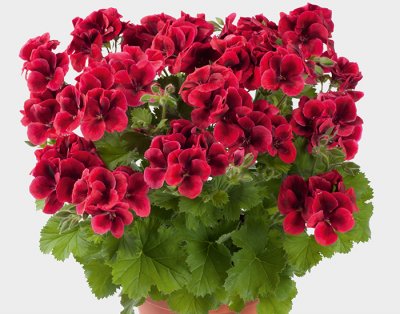 Änglapelargon Candy Flowers ® Bright Red, kruka
