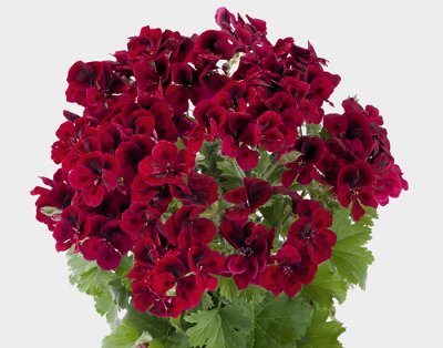 Änglapelargon Candy Flowers ® Dark Red, kruka