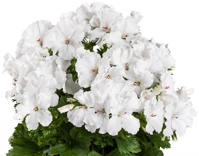 Änglapelargon Candy Flowers ® White, kruka