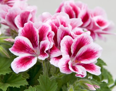 Änglapelargon Candy Flowers ® Bicolor, kruka