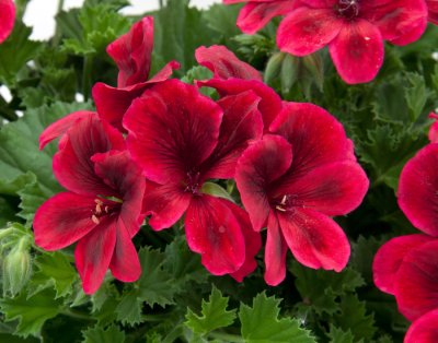 Änglapelargon Novita ® Red, kruka