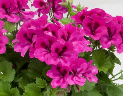 Änglapelargon Novita ® Violet, kruka