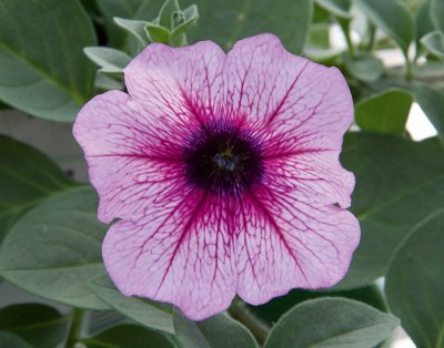 Petunia, Stickling, AlpeTunia ® Pink Vein