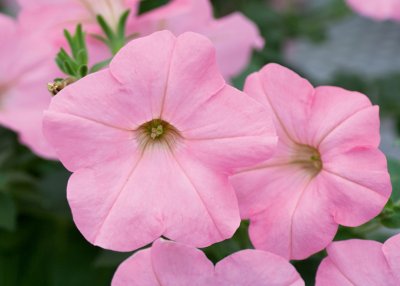Petunia, Stickling, AlpeTunia ® Soft Pink