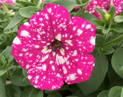 Petunia, Stickling, BabyDoll ®