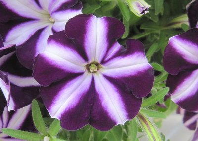Petunia, Stickling, Bonnie Purple Star