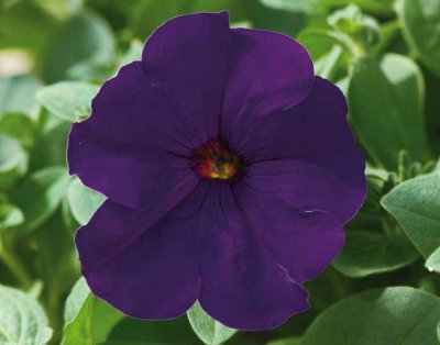 Petunia, Stickling, Famous Blue