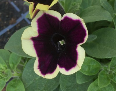 Petunia, Stickling, Famous Dark Purple Picotee