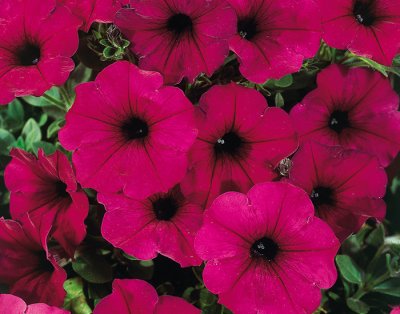 Petunia, Stickling, Famous Electric Purple