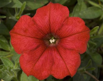 Petunia, Stickling, Famous Red Fire 14'
