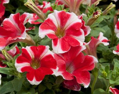Petunia, Stickling, Famous Red Star