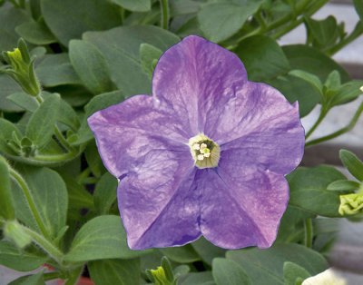 Petunia, Stickling, Famous Sky Blue 14'