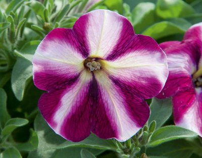 Petunia, Stickling, Famous Swirl ® Raspberry
