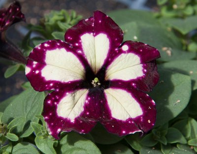 Petunia, Stickling, LightningSky