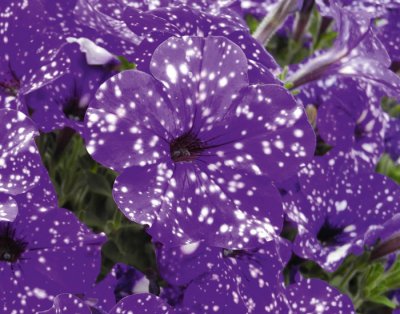 Petunia, Stickling, NightSky ®