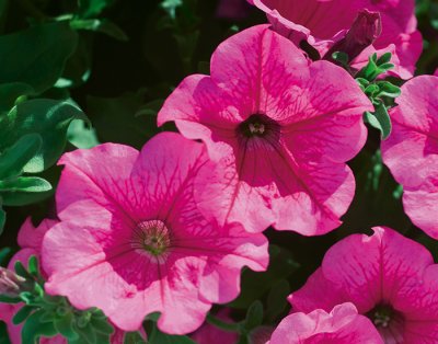 Petunia, Stickling, Surfinia ® Hot Pink 05