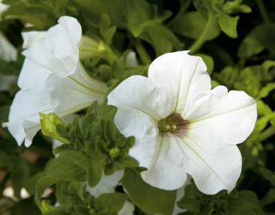 Petunia, Stickling, Surfinia ® White