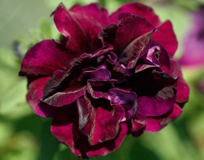 Petunia, Stickling, SweetSunshine ® Burgundy