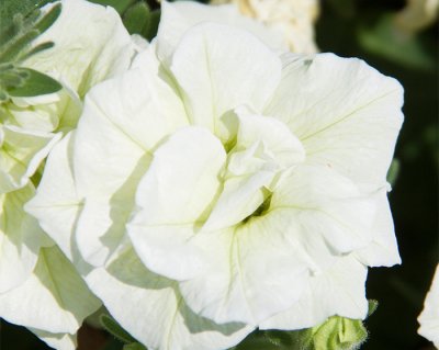 Petunia, Stickling, SweetSunshine ® Pearl