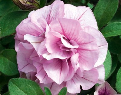 Petunia, Stickling, SweetSunshine ® Pink Purple Vein