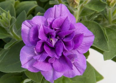 Petunia, Stickling, SweetSunshine ® Provence