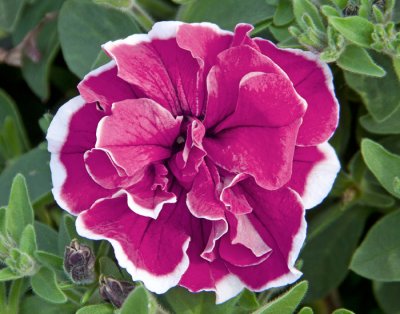 Petunia, Stickling, SweetSunshine ® Purple Picotee