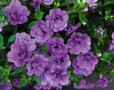 Småpetunia, Stickling, Million Bells MiniFamous ® Neo Double Amethyst