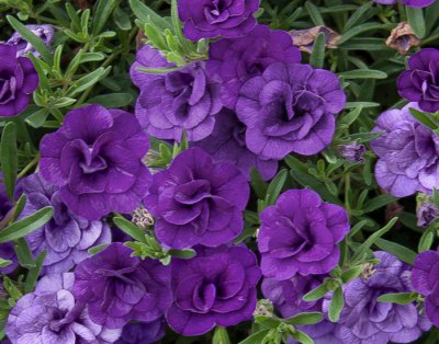 Småpetunia, Stickling, Million Bells MiniFamous ® Neo Double Blue '15