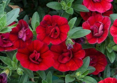 Småpetunia, Stickling, Million Bells MiniFamous ® Neo Double Dark Red
