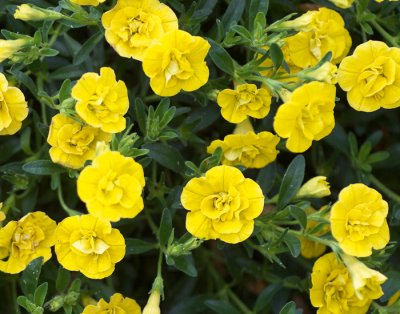 Småpetunia, Stickling, Million Bells MiniFamous ® Neo Double Yellow