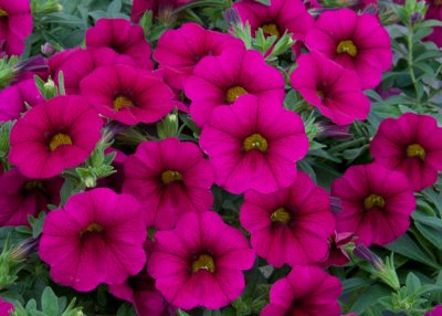 Småpetunia, Stickling, Million Bells MiniFamous ® Neo Purple