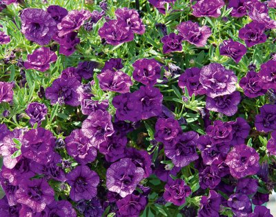 Småpetunia, Stickling, Million Bells MiniFamous ® Uno Double Blue