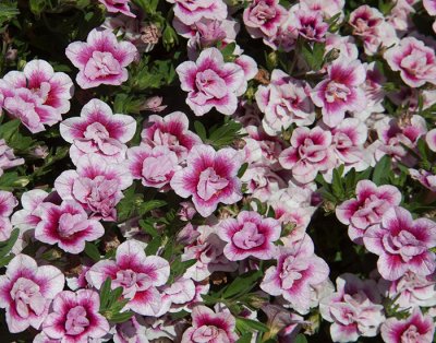 Småpetunia, Stickling, Million Bells MiniFamous ® Uno Double PinkTastic ®