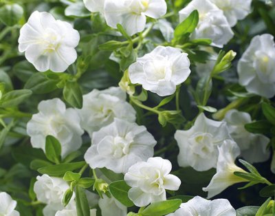 Småpetunia, Stickling, Million Bells MiniFamous ® Uno Double White