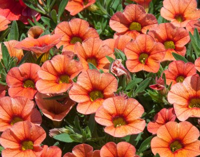 Småpetunia, Stickling, Million Bells MiniFamous ® Uno Orange