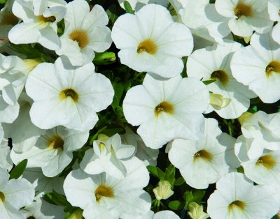 Småpetunia, Stickling, Million Bells MiniFamous ® Uno White