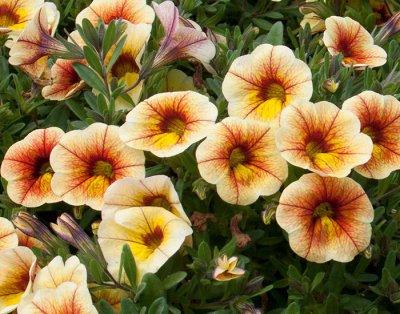 Småpetunia, Stickling, Million Bells MiniFamous ® Uno Yellow Red Veins
