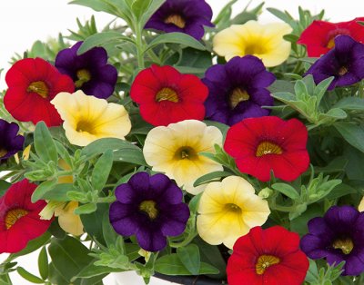Småpetunia, Stickling, Million Bells Trixi ® Bolero '17